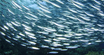 miguel sanz, pescados pasajes
