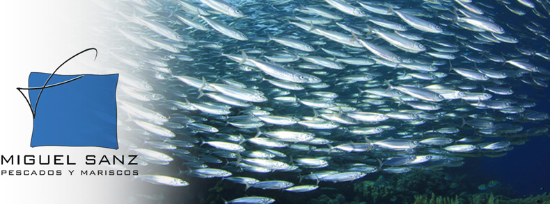 miguel sanz, pescados pasajes
